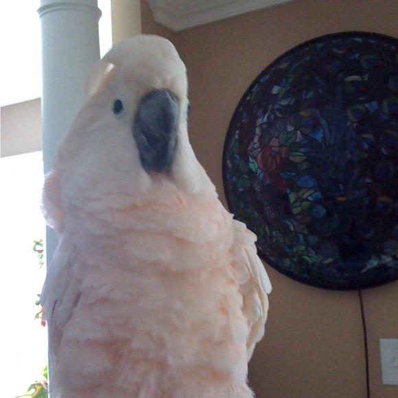 This is my Abigail, Lexi and Crikit - Picture 6 of 13